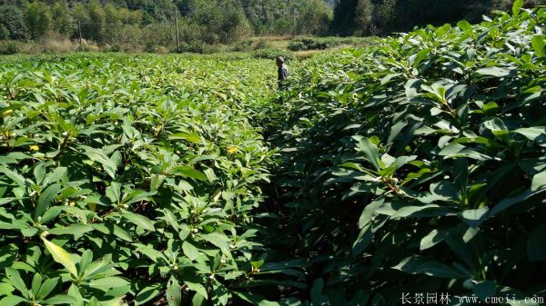 结香图片基地实拍