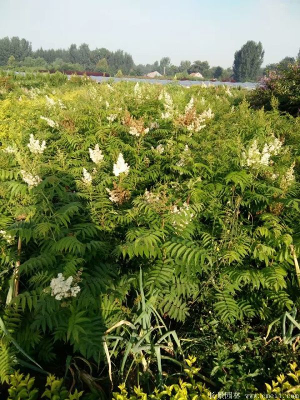 珍珠梅图片基地实拍 珍珠梅图片基地实拍