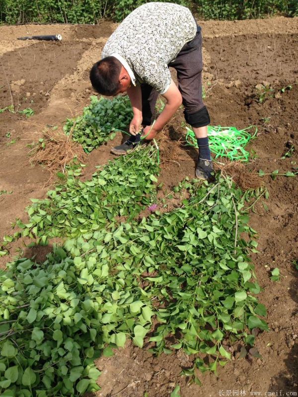 丁香图片基地实拍