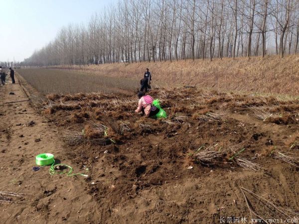 丁香图片基地实拍