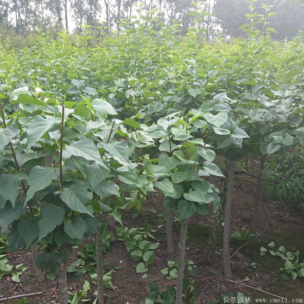 丁香图片基地实拍 丁香图片基地实拍