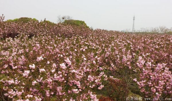 丁香图片基地实拍