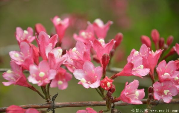 丁香图片基地实拍