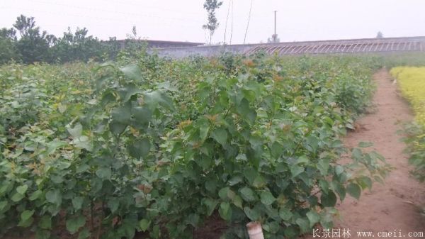 丁香图片基地实拍 丁香图片基地实拍
