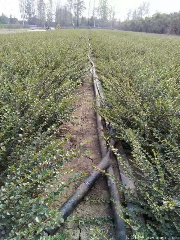 平枝荀子图片基地实拍