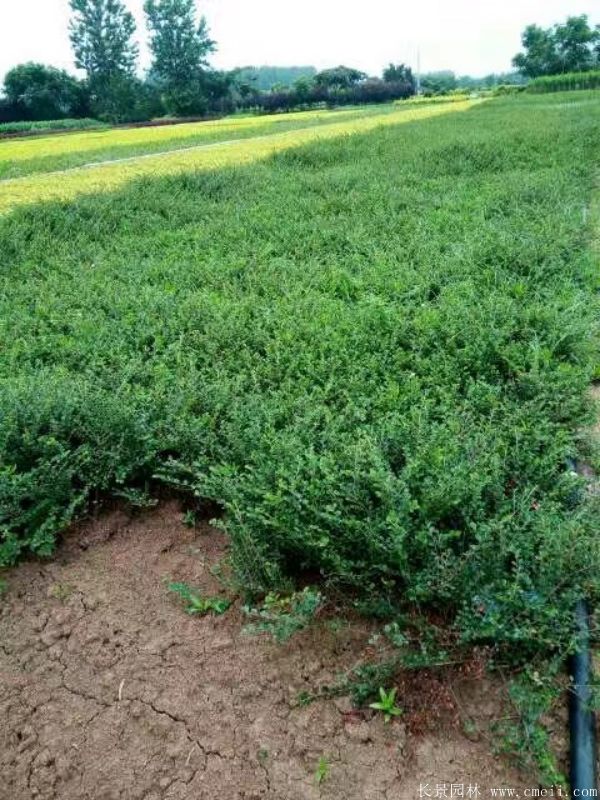 平枝荀子图片基地实拍