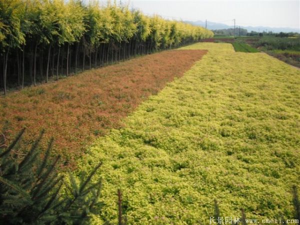 绣线菊图片基地实拍