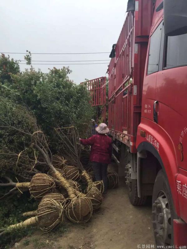 鸡爪槭图片基地实拍