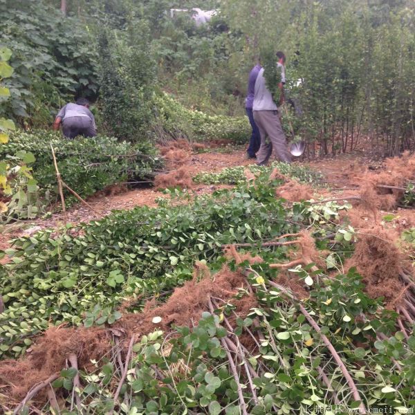 北海道黄杨图片基地实拍