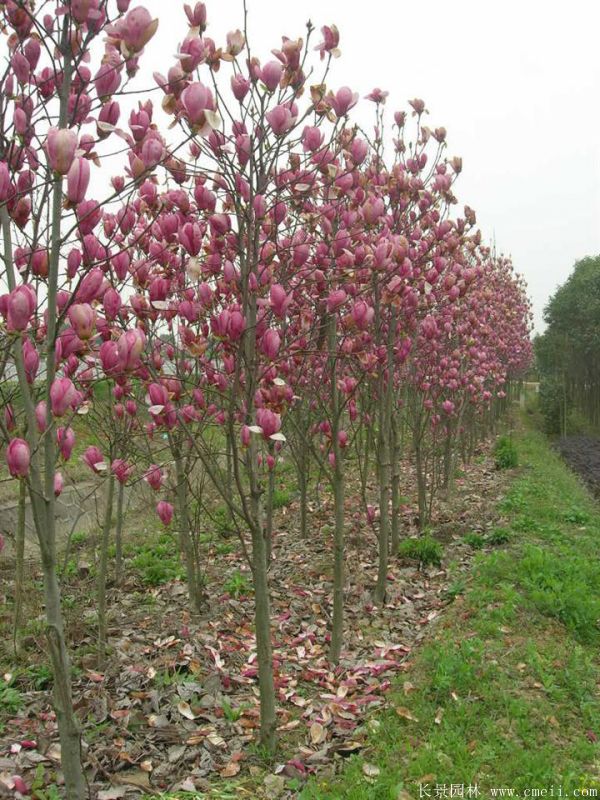 紫玉兰小苗图片基地实拍