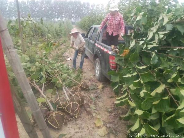 紫玉兰小苗图片基地实拍