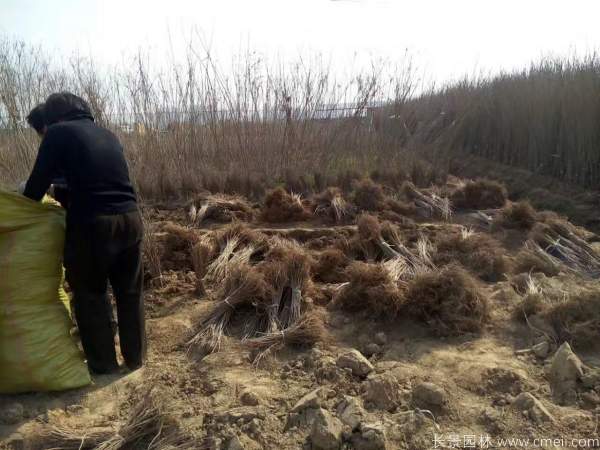 紫穗槐图片基地实拍 紫穗槐图片基地实拍