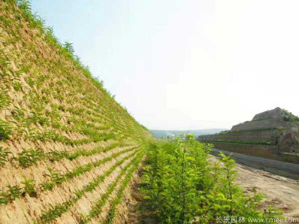 紫穗槐图片基地实拍