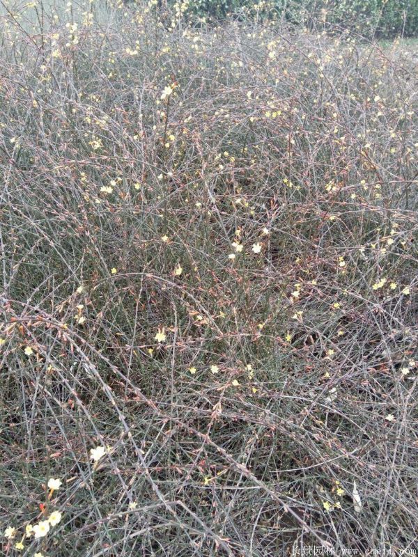 迎春花图片基地实拍