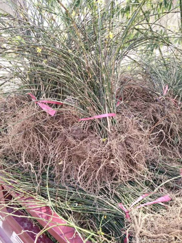 迎春花图片基地实拍