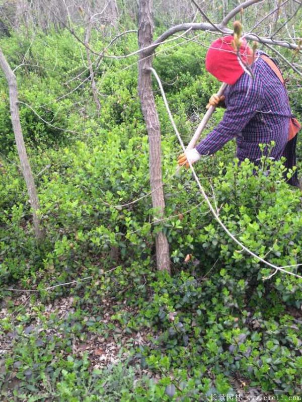 卫矛图片基地实拍