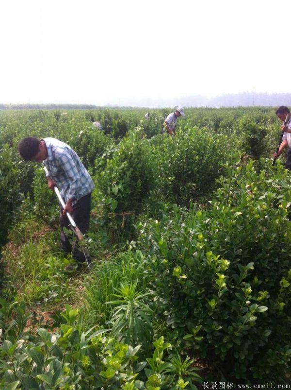 卫矛图片基地实拍