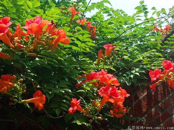 凌霄花图片基地实拍