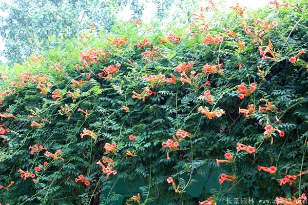 凌霄花图片基地实拍