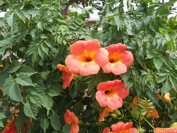 凌霄花图片基地实拍