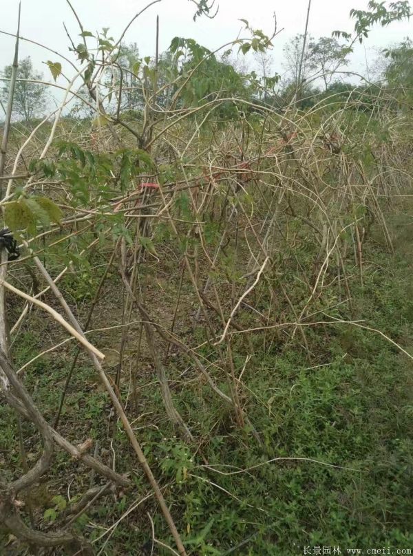 凌霄花苗图片基地实拍