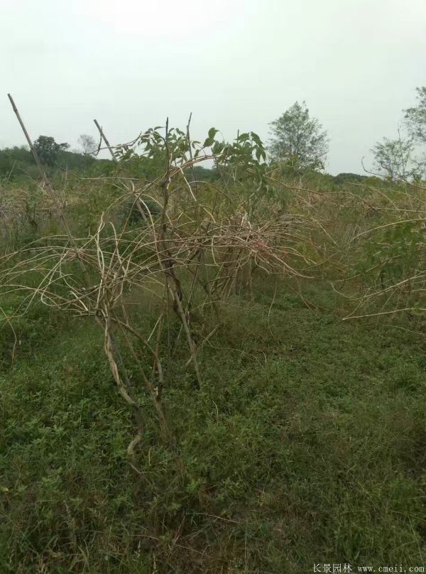 凌霄花苗图片基地实拍