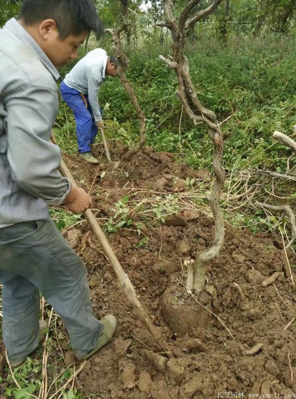 凌霄花苗图片基地实拍