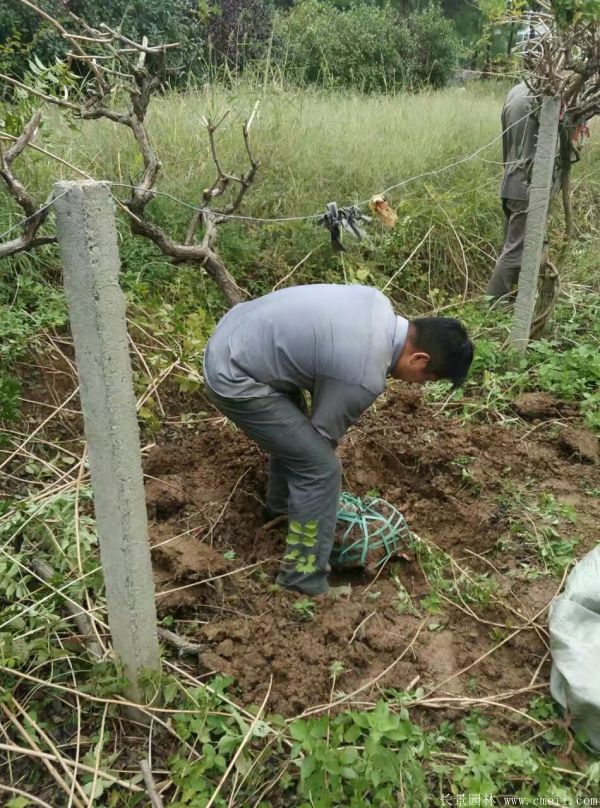 凌霄花苗图片基地实拍