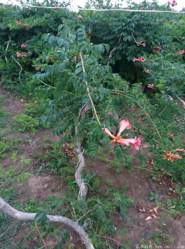 凌霄花苗图片基地实拍