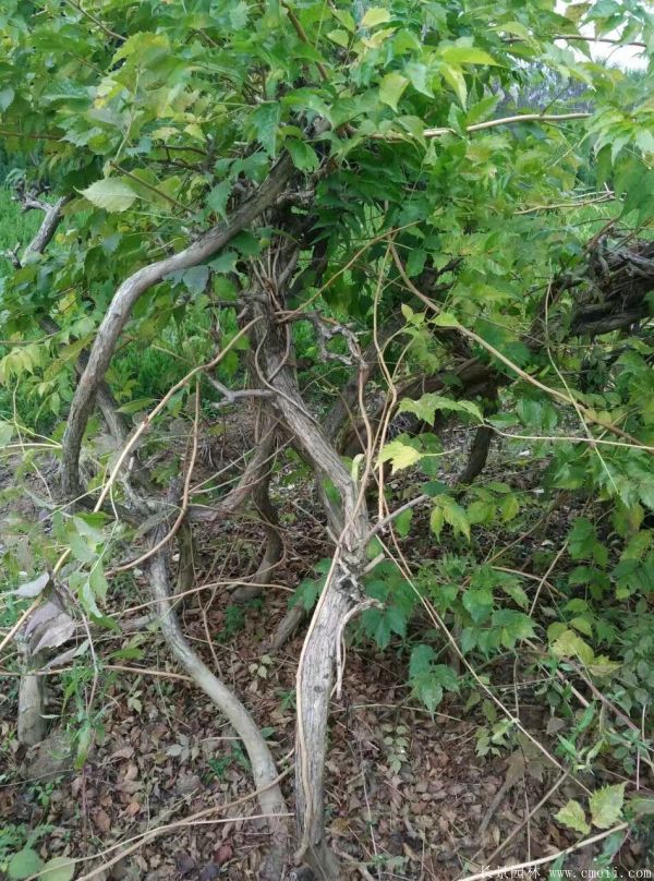 凌霄花苗图片基地实拍