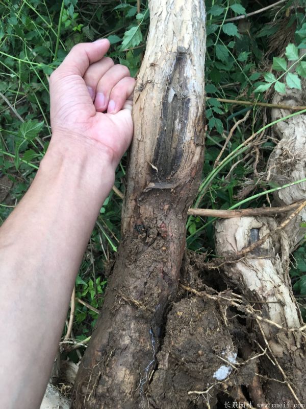 凌霄花苗图片基地实拍