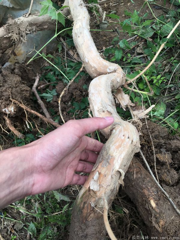 凌霄花苗图片基地实拍