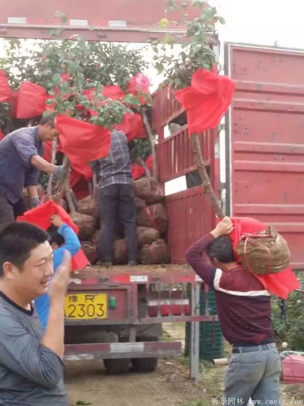 树状月季图片基地实拍