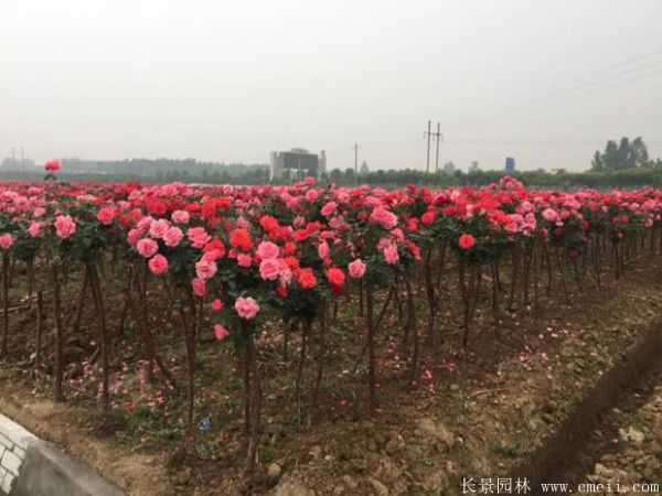 树状月季图片基地实拍