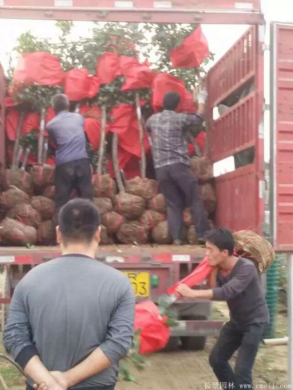 树状月季图片基地实拍