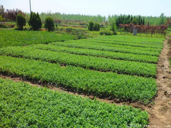 扶芳藤小苗图片基地实拍