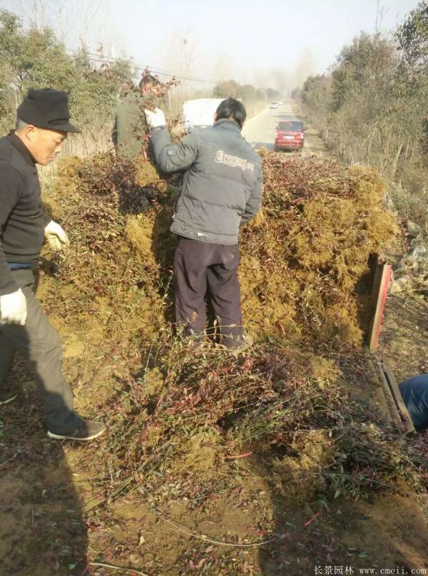 扶芳藤图片基地实拍