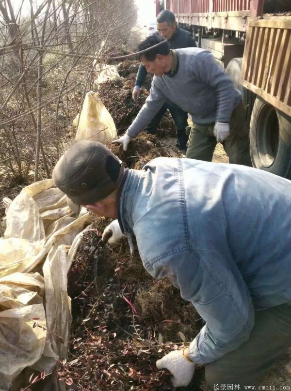 扶芳藤图片基地实拍