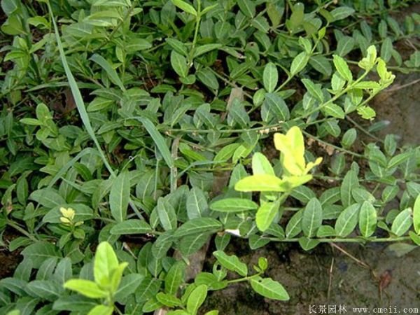 扶芳藤图片基地实拍