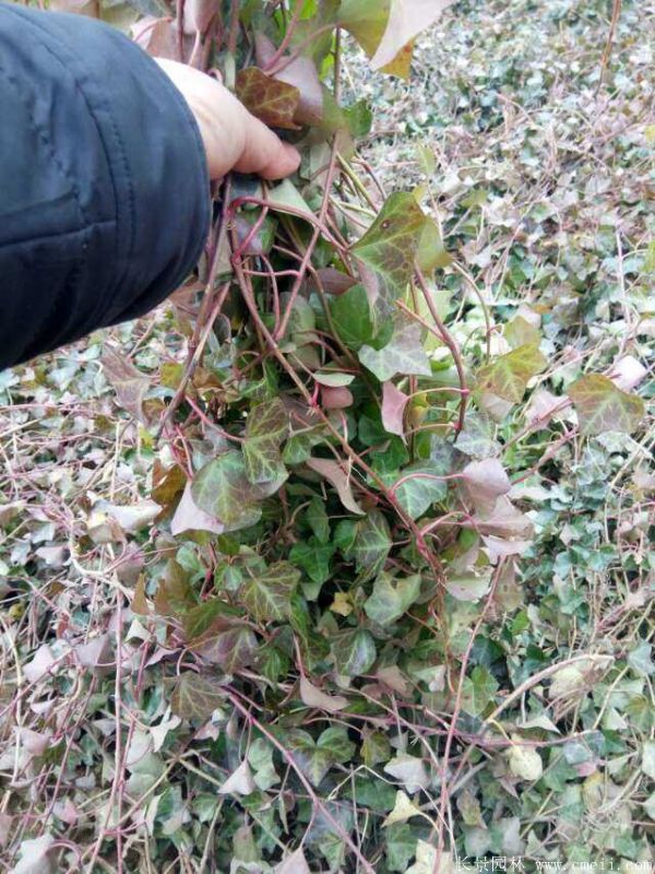 常春藤苗图片基地实拍