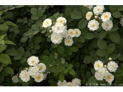无刺蔷薇