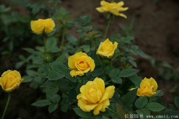 黄色月季花图片基地实拍