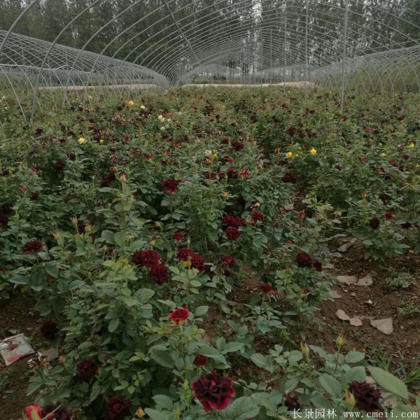 流星雨月季花图片基地实拍