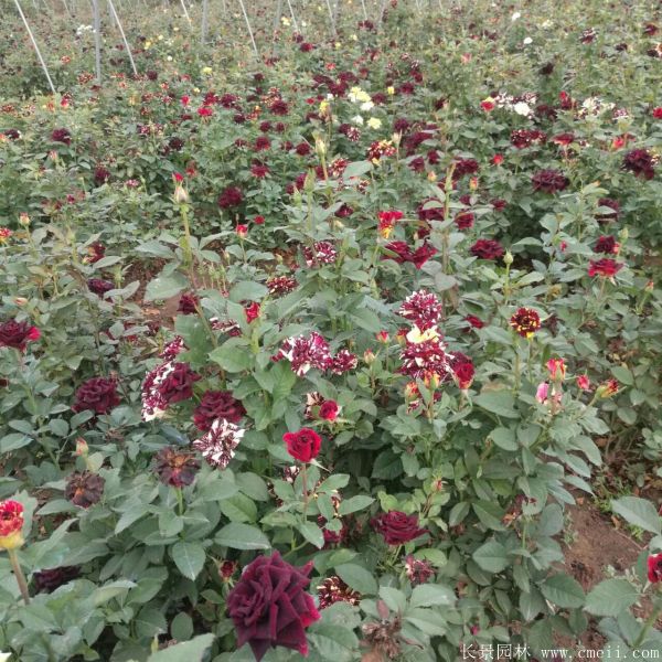 流星雨月季花图片基地实拍