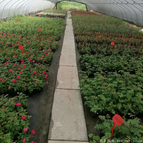 月季花小苗图片基地实拍