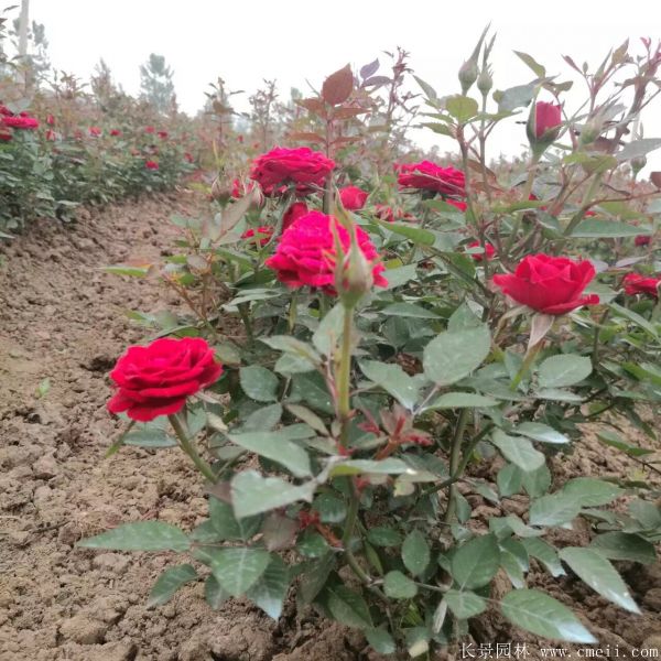 月季花图片基地实拍