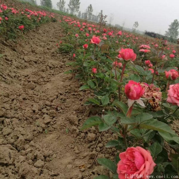 月季花图片基地实拍