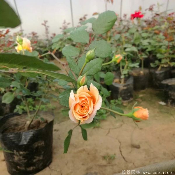 月季花图片基地实拍