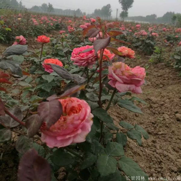 月季花图片基地实拍