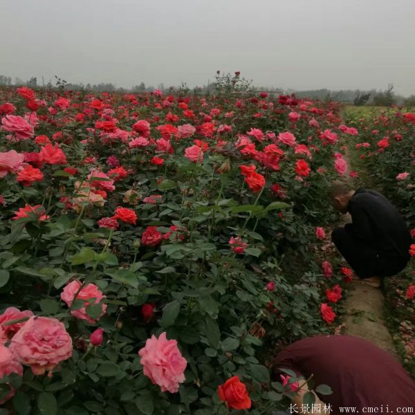 月季花图片基地实拍